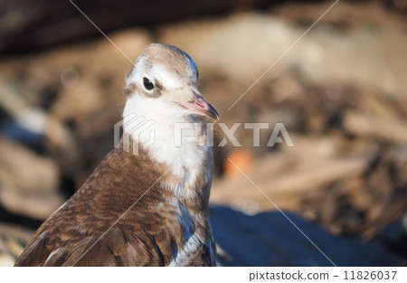 gull chick gull chick 11826037