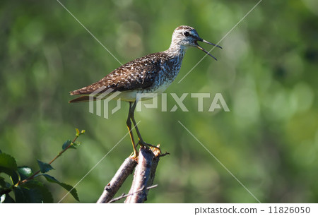 Wood Sandpiper 11826050