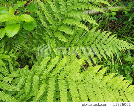 fern leaves in the forest fern leaves in the forest 11826061