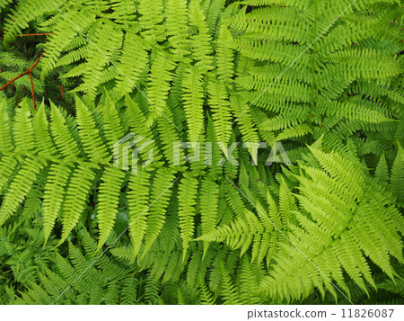 fern leaves in the forest 11826087