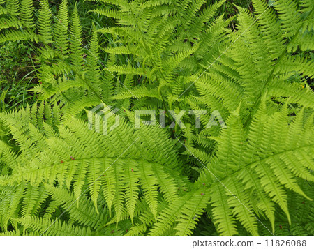 fern leaves in the forest fern leaves in the forest 11826088