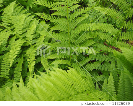 fern leaves in the forest fern leaves in the forest 11826089