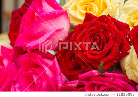 red and pink roses on table red and pink roses on table 11826092