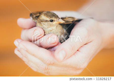 House Sparrow (Passer Domesticus) On Fence House Sparrow (Passer Domesticus) On Fence 11826217