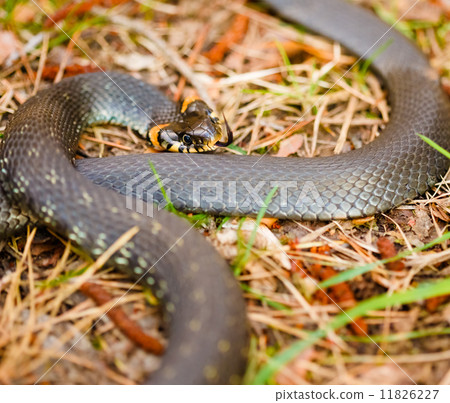 Grass-snake, adder in early spring 11826227