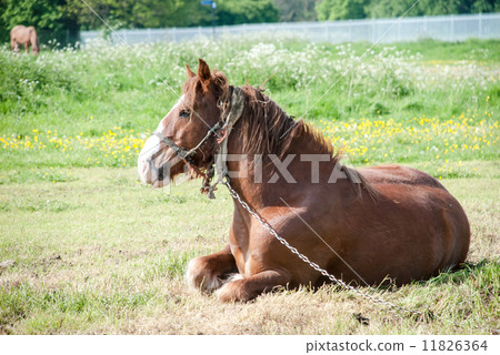 A lying brown horse 11826364