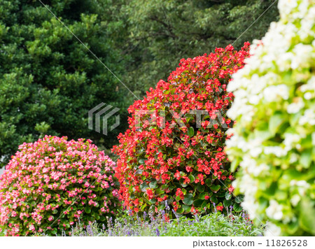 Red and pink and white begonia 11826528