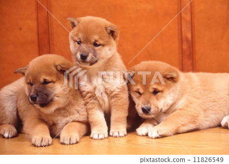 Cute little puppy 11826549