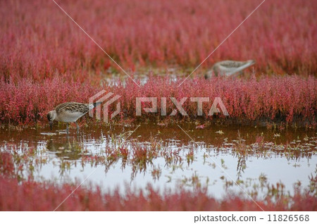 Coral Sea and Elimaxigi 11826568