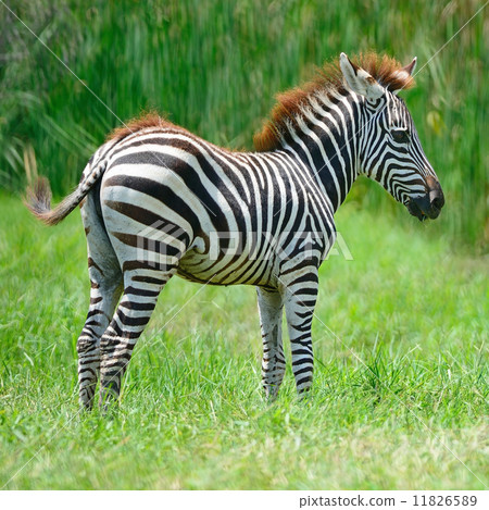 图库照片: common zebra