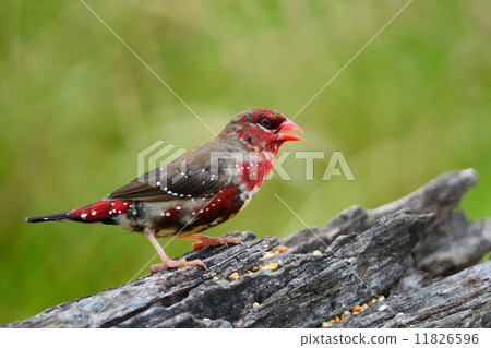 juvenile male Red Avadavat juvenile male Red Avadavat 11826596