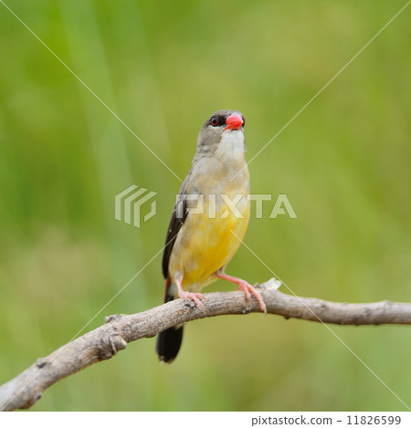 female Red Avadavat female Red Avadavat 11826599