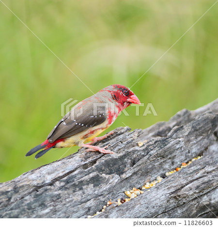 juvenile male Red Avadavat juvenile male Red Avadavat 11826603