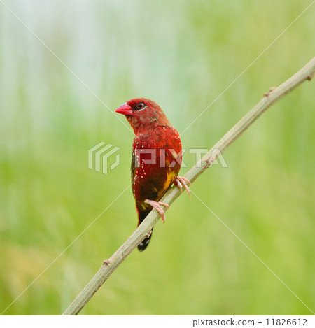 male Red Avadavat male Red Avadavat 11826612