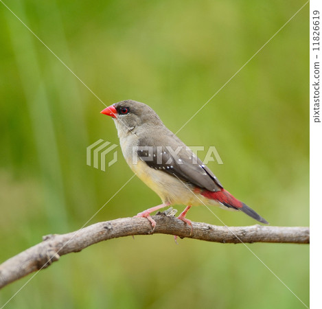 female Red Avadavat female Red Avadavat 11826619
