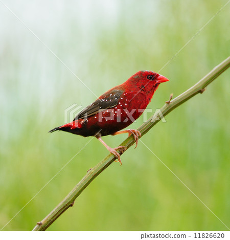 male Red Avadavat male Red Avadavat 11826620