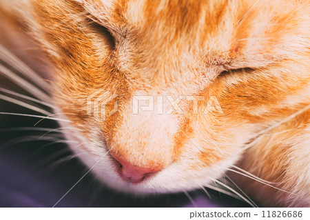 Red Cat Nose Close Up Red Cat Nose Close Up 11826686