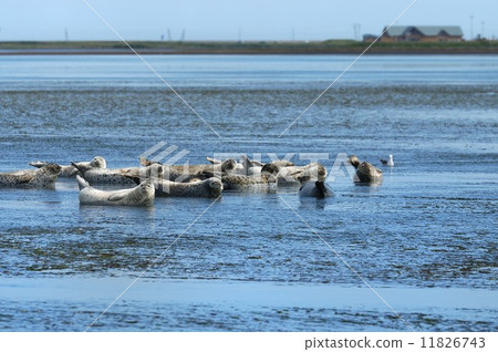 海參海豹（提名） 11826743