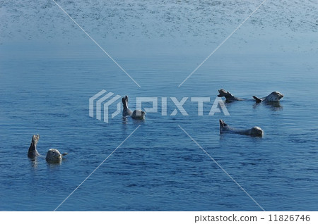 海參海豹（提名） 11826746