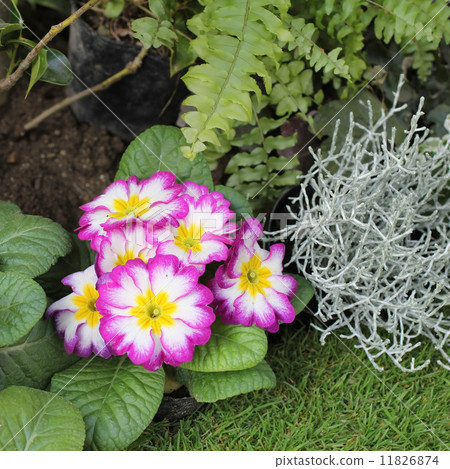 Primula Julien 11826874