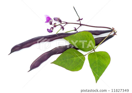 Red bean pods 11827349