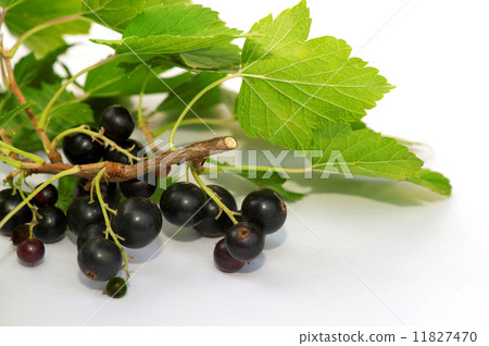 Black currants on white with leaf and natural shadow Black currants on white with leaf and natural shadow 11827470