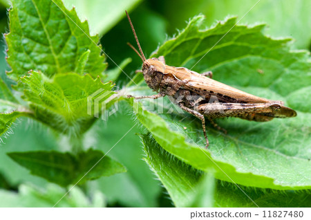 grasshopper on a green leaf 11827480