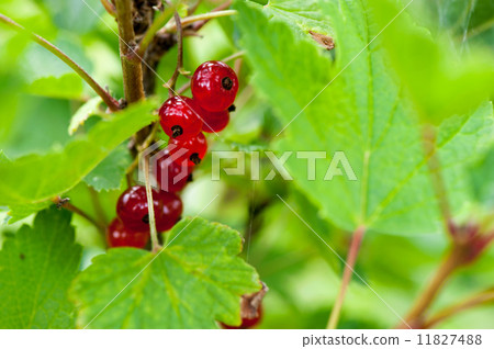red currant on a branch 11827488
