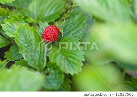 strawberry 11827506
