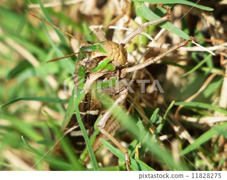 Locust Locust 11828275