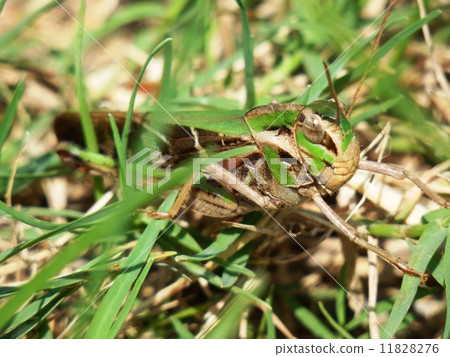 蝗蟲 11828276
