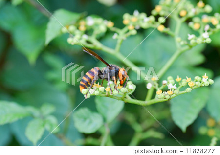 鈴木蜂 11828277