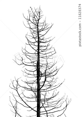 leafless tree 11828374