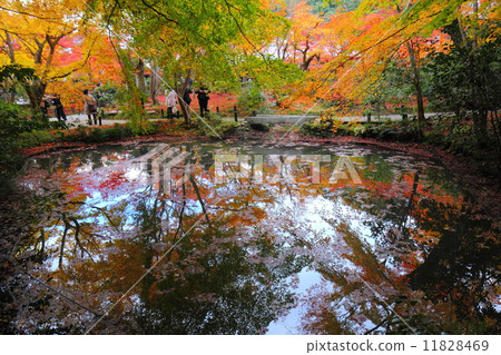 Temple of the autumnal leaves 11828469