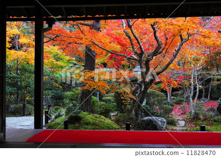 Autumn leaves of Enko-ji 11828470