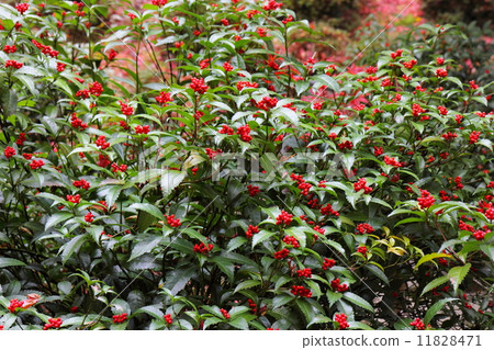 A thousand red fruits A thousand red fruits 11828471