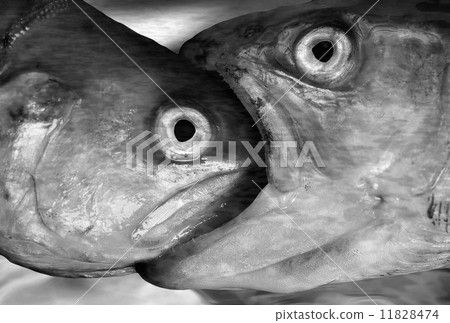 big fish eating small fish 11828474