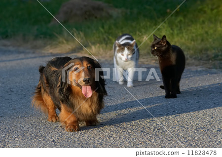 predominance predominance 11828478