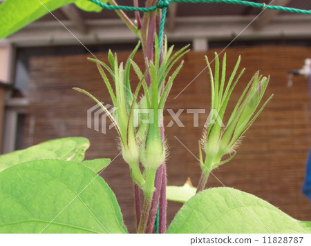 Morning Morning 11828787