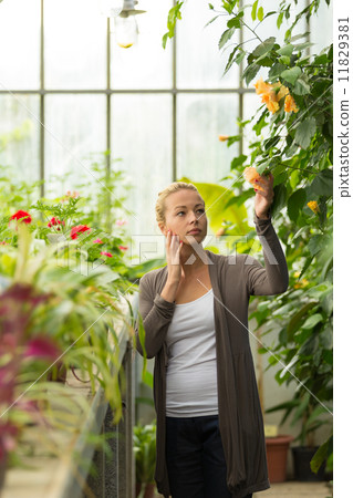Florists woman working in greenhouse. Florists woman working in greenhouse. 11829381