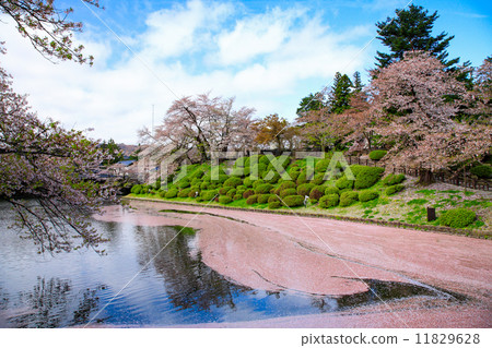 Cherry tree of moat Cherry tree of moat 11829628