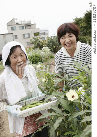 收穫秋葵的新娘和母親 收穫秋葵的新娘和母親 11829707