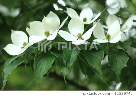 Natural plants Yamaboshi, white flowers coloring the mountain skin of the early summer, delicious orange fruit in autumn 11829743