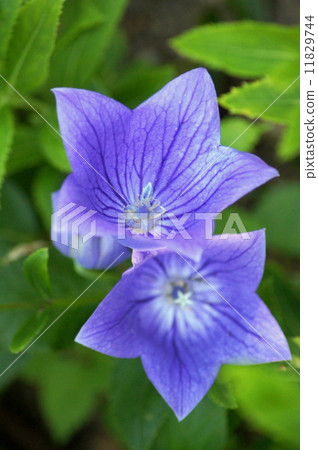 Seven herbal season in autumn: fennel (purple) Seven herbal season in autumn: fennel (purple) 11829744