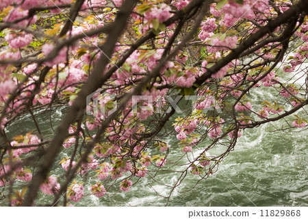 Sakura and the rapids. Sakura and the rapids. 11829868