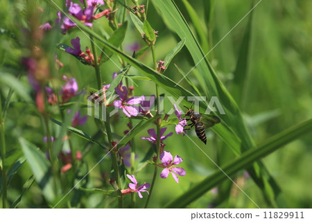 生物昆蟲Yanotegari蜜蜂,蚊子蜂蜜。我不是自己撫養孩子,寄生在其他熊身上 生物昆蟲Yanotegari蜜蜂,蚊子蜂蜜。我不是自己撫養孩子,寄生在其他熊身上 11829911