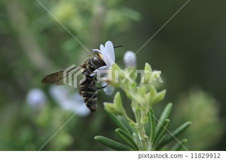 生物昆蟲Yanotegari蜜蜂,迷迭香中的蚊子。我們不提高自己,勞動寄生於其他熊① 生物昆蟲Yanotegari蜜蜂,迷迭香中的蚊子。我們不提高自己,勞動寄生於其他熊① 11829912