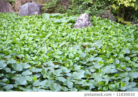 Water hyacinths living in ponds (Hamana Lake Garden Park) 11830010
