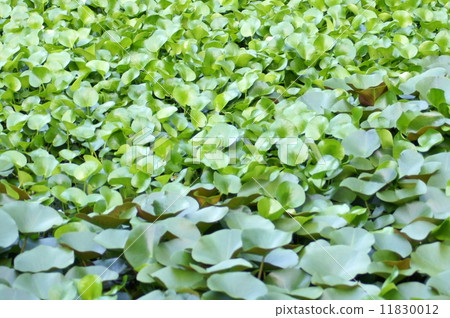 Water hyacinths living in ponds (Hamana Lake Garden Park) 11830012