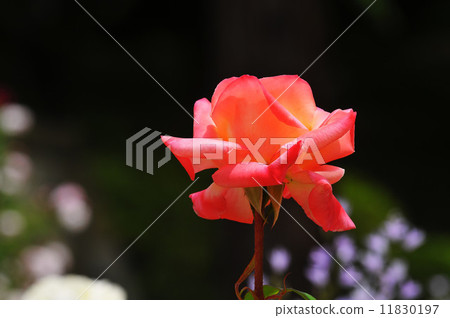 Roses of May 11830197